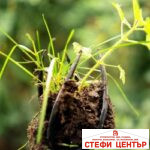 Инструмент за премахване на плевели TORNADICA Weed Puller - Image 7