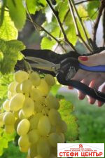 Ножица за бране и почистване Vesco B3 с извити остриета - Image 4