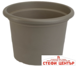 Саксия Campanula 23 - Image 7