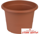 Саксия Campanula 40 - Image 6