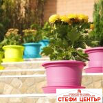 Саксия Campanula 40 - Image 5