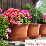 Саксия Campanula 23 - Image 4