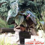 Саксия Quadrato 25 с патентована напоителна система и дренаж - Image 3