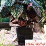 Саксия Quadrato 18  с патентована напоителна система и дренаж - Image 2