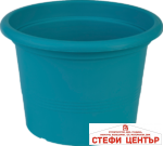 Саксия Campanula 40